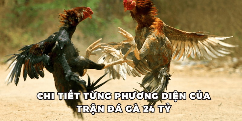 Chi tiết từng phương diện của trận đá gà 24 tỷ