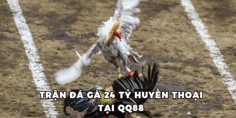 Trận Đá Gà 24 Tỷ