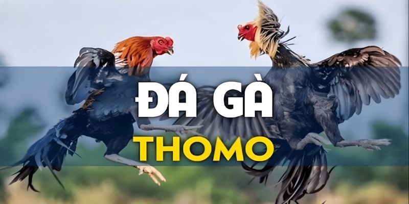 Đá gà Thomo Campuchia